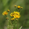 금불초(Inula japonica Thunb.) : habal
