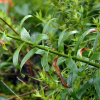 중나리(Lilium leichtlinii Hook.f. subsp. maximowiczii (Regel) J.Compton) : 무심거사