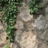 계요등(Paederia foetida L.) : habal