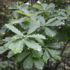 떡갈나무(Quercus dentata Thunb. ex Murray) : 꽃사랑