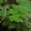가새잎개머루(Ampelopsis glandulosa (Wall.) Momiy. var. heterophylla (Thunb.) Momiy. f. citrulloides (Lebas) Momiy.) : 무심거사