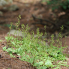 나나벌이난초(Liparis krameri Franch. & Sav.) : 산들꽃