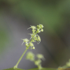 돌외(Gynostemma pentaphyllum (Thunb.) Makino) : 카르마