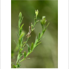 아마풀(Diarthron linifolium Turcz.) : 박용석