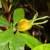 치자나무(Gardenia jasminoides Ellis var. jasminoides) : 塞翁之馬