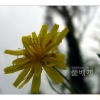 서양금혼초(Hypochaeris radicata L.) : 눈송이
