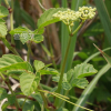 거지덩굴(Causonia japonica (Thunb.) Raf.) : 카르마