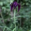 꽃창포(Iris ensata Thunb.) : 버들피리