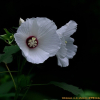 부용(Hibiscus mutabilis L.) : 능선따라