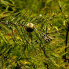 낙우송(Taxodium distichum (L.) Rich.) : 꽃천사