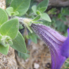 페튜니아(Petunia hybrida Vilm.) : 꽃천사