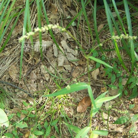끈끈이여뀌(Persicaria viscofera (Makino) H.Gross) : 들국화