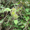 세잎종덩굴(Clematis koreana Kom.) : 설뫼*
