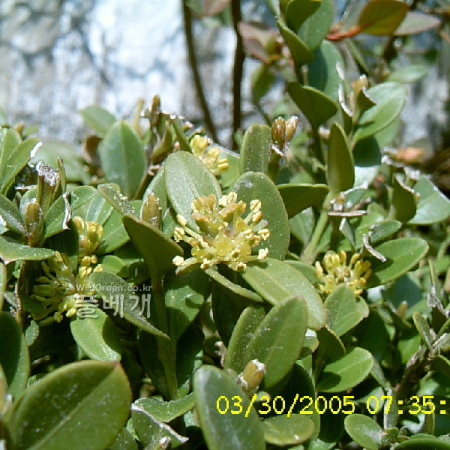 회양목(Buxus sinica (Rehder & E.H.Wilson) M.Cheng var. insularis (Nakai) M.Cheng) : 현촌