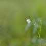 긴잎별꽃 : 곰배령