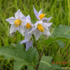 도깨비가지(Solanum carolinense L.) : 고들빼기