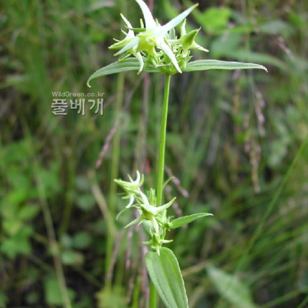 참닻꽃(Halenia coreana S.M.Han) : 벼루