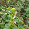 송이풀(Pedicularis resupinata L.) : 세임