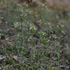 애기장대(Arabidopsis thaliana (L.) Heynh.) : 도리뫼