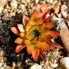 포천바위솔(Orostachys latielliptica Y.N.Lee) : 꽃사랑