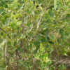 큰잎싸리(Lespedeza davidii Franch.) : 무심거사