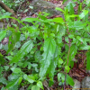 가는잎쐐기풀(Urtica angustifolia Fisch. ex Hornem.) : 꽃사랑