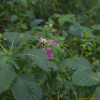 가야물봉선(Impatiens atrosanguinea (Nakai) B.U.Oh & Y.P.Hong) : 산들꽃