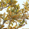 태산목(Magnolia grandiflora L.) : 무심거사