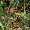 장군대사초(Carex poculisquama Kuk) : 산들꽃