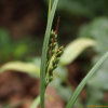 장군대사초(Carex poculisquama Kuk) : 산들꽃