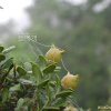 회양목(Buxus sinica (Rehder & E.H.Wilson) M.Cheng var. insularis (Nakai) M.Cheng) : 벼루