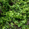함박이(Stephania japonica (Thunb.) Miers) : 통통배