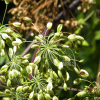 지리강활(Angelica amurensis Schischk.) : 꽃사랑