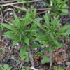 분홍바늘꽃(Chamerion angustifolium (Linnaeus) Holub) : 무심거사