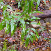 가지고비고사리(Coniogramme japonica (Thunb.) Diels) : 벼루