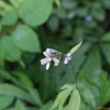 우산나물(Syneilesis palmata (Thunb.) Maxim.) : 꽃사랑