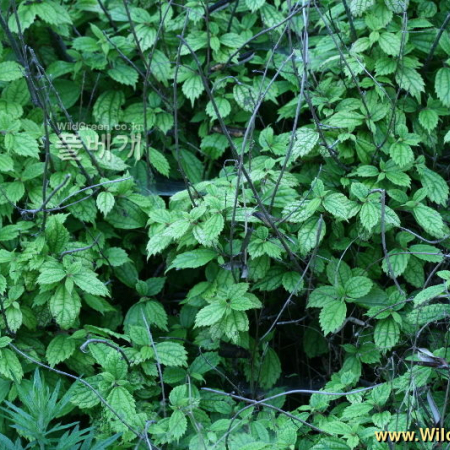 바위모시(Oreocnide frutescens (Thunb.) Miq.) : 풀잎사랑