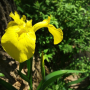 노랑꽃창포 : 눈송이