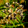 산부추(Allium thunbergii G.Don) : 설뫼*