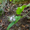 각시서덜취(Saussurea macrolepis (Nakai) Kitam.) : 고들빼기