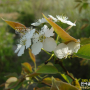돌배나무 : 흰여울누리