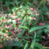 끈끈이여뀌(Persicaria viscofera (Makino) H.Gross) : habal