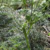 고본(Angelica tenuissima Nakai) : 벼루