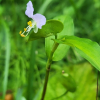 애기닭의장풀(Commelina communis L. f. minor (Y.N.Lee & Y.C.Oh) M.Kim) : 꽃사랑
