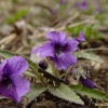호제비꽃(Viola yedoensis Makino) : 통통배