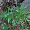 왜당귀(Angelica acutiloba (Siebold & Zucc.) Kitag.) : 무심거사