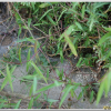쇠풀(Schizachyrium brevifolium (Sw.) Nees ex B?se) : 설뫼*