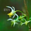 참닻꽃(Halenia coreana S.M.Han) : habal