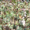 개구리발톱(Semiaquilegia adoxoides (DC.) Makino) : 추풍