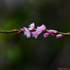 꽃여뀌(Persicaria conspicua (Nakai) Nakai ex Mori) : 산들꽃